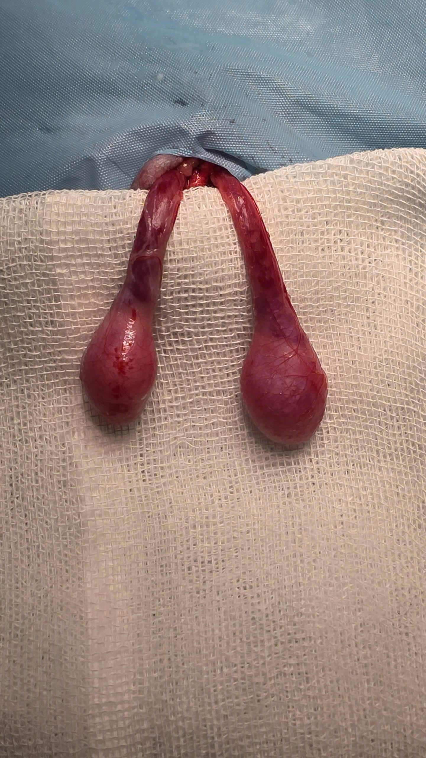 Bệnh viện Thú Y Gia Kiệm - Hình 17